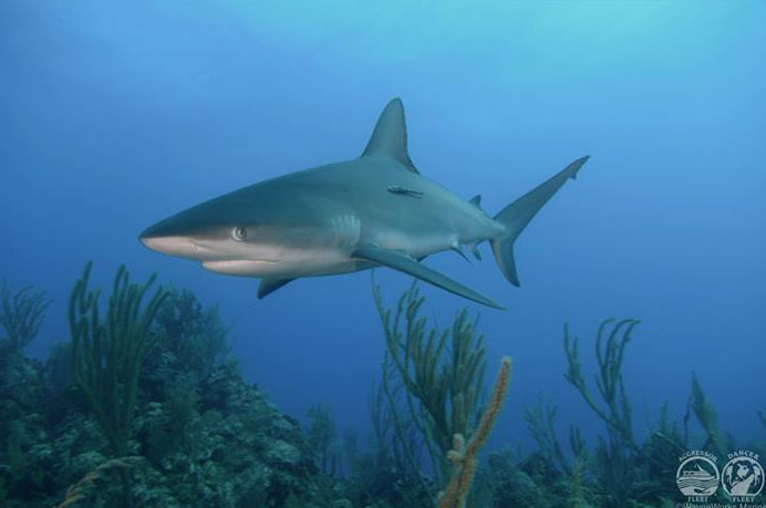 Bahamas Aggressor Liveaboard Shark Bahamas Aggressor Liveaboard Shark
