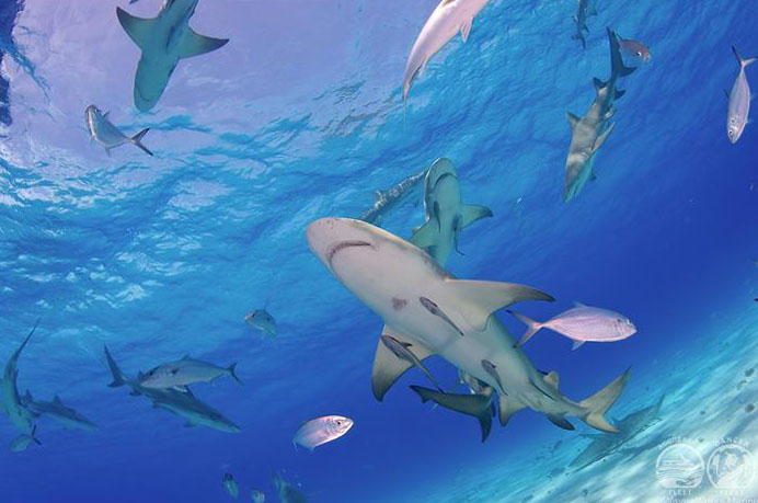 Bahamas Aggressor Liveaboard Sharks Bahamas Aggressor Liveaboard Sharks